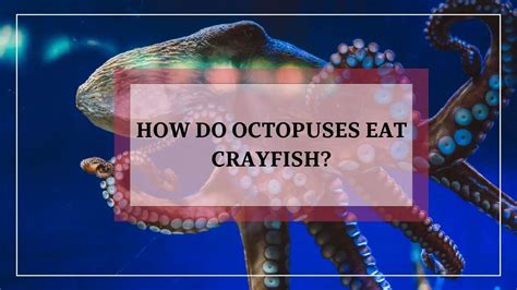 do octopus eat stingrays|Italians Fight for the Right to Feast on the Beach.